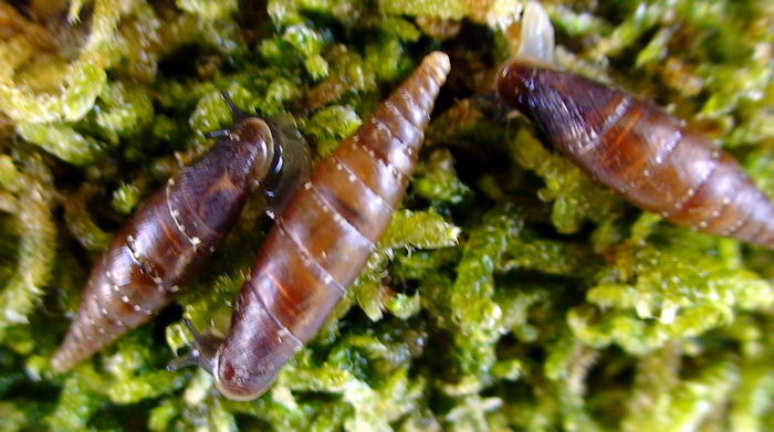 Siciliaria paestana var. semisculpta Paulucci